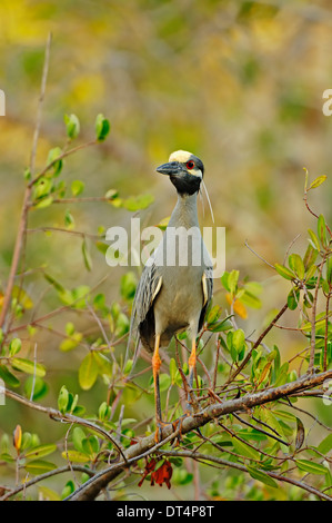 Gelb-gekrönter Nachtreiher oder amerikanischen Nachtreiher (Nycticorax Violaceus), Sanibel Island, Florida, USA Stockfoto