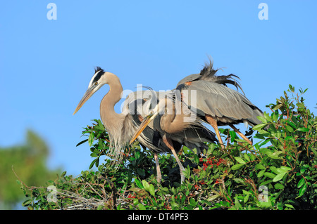 Great Blue Heron (Ardea Herodias), paar auf Nest, Florida, USA Stockfoto