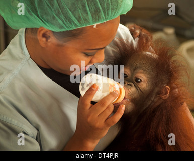 Ein Erhaltung Arbeiter füttert liebevoll ein Baby Orangutan in der Kinderstube am Bukit Merah Bear Stockfoto