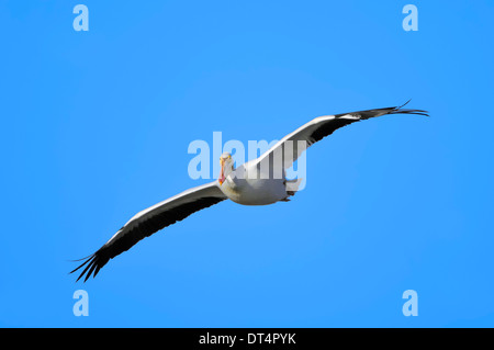 American White Pelikan (Pelecanus Erythrorhynchos), Weiblich, Sanibel Island, Florida, USA Stockfoto