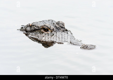 Kopfschuss von American Alligator im Wasser Stockfoto