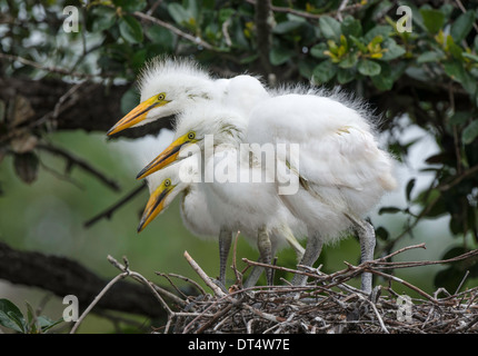 Drei Silberreiher Küken im nest Stockfoto