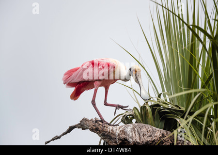 Rosige Löffler thront in einem Baum Stockfoto