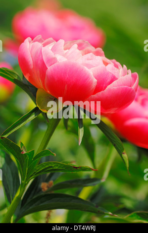 Chinesische Pfingstrose oder gemeinsamen Garten-Pfingstrose (Paeonia Lactiflora) Stockfoto