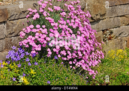 Cheddar Pink (Dianthus Caesius, Dianthus Gratianopolitanus) Stockfoto