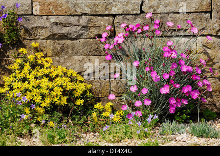 Beißen, Mauerpfeffer (Sedum Acre) und Cheddar Pink (Dianthus Caesius, Dianthus Gratianopolitanus) Stockfoto