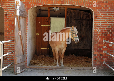 Haflinger-Pferd (Equus Przewalskii f, Caballus) im Stall, Schleswig-Holstein, Deutschland Stockfoto