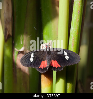 Schmetterling Arten "Parides Iphidamas" im Schmetterlingspark Stockfoto