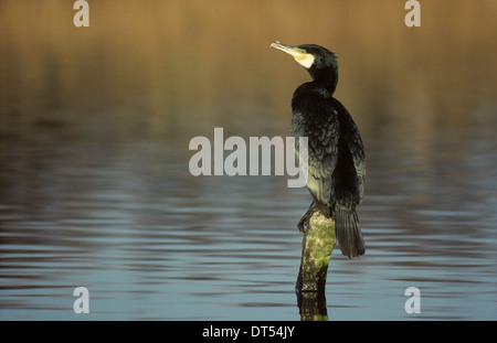 Kormoran (Phalacrocorax Carbo) Erwachsenen thront über dem Wasser Southport Merseyside UK Stockfoto