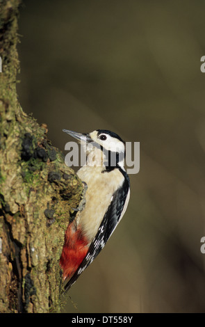 BUNTSPECHT (Dendrocopos großen) Erwachsenen weiblichen River Brock Wald von Bowland Lancashire UK Stockfoto