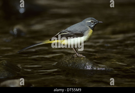 GRAUE BACHSTELZE (Motacilla Cinerea) Männchen in der Zucht Gefieder Wald von Bowland Lancashire UK Stockfoto