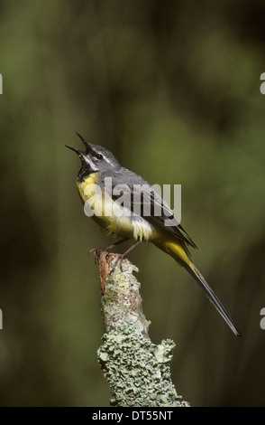 GRAUE BACHSTELZE (Motacilla Cinerea) Männchen in der Zucht Gefieder singen Brittany France Stockfoto