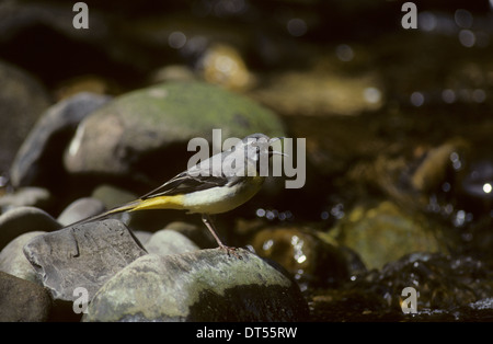 GRAUE BACHSTELZE (Motacilla Cinerea) Männchen in der Zucht Gefieder singen Wald von Bowland Lancashire UK Stockfoto