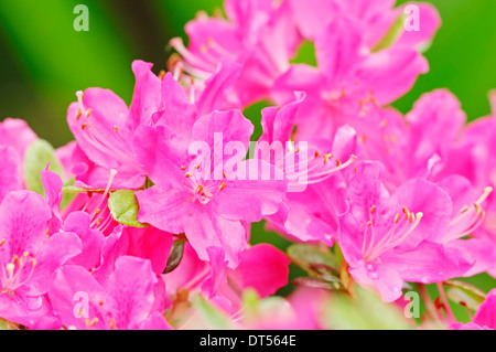 Azalee (Rhododendron Spec.) Stockfoto