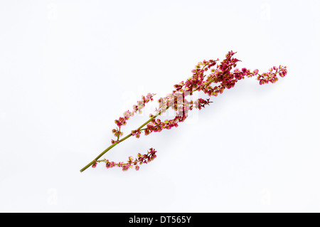 Gemeinsamen Sauerampfer, rote Sauerampfer oder Garten-Sauerampfer (Rumex liegen) Stockfoto