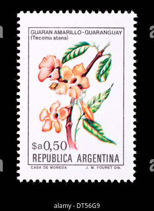 Briefmarke aus Argentinien zeigt die Blüten der gelben elder Strauch Stockfoto