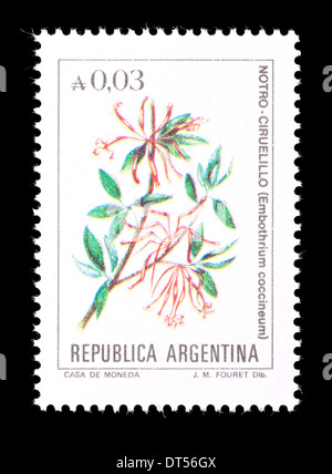 Briefmarke aus Argentinien, die Darstellung der Blumen auf dem chilenischen Feuer-Baum (Embothrium Coccineum) Stockfoto