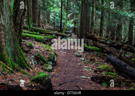 Trail durch ein dichtes gemäßigten Regenwald auf Vancouver Island, Kanada Stockfoto