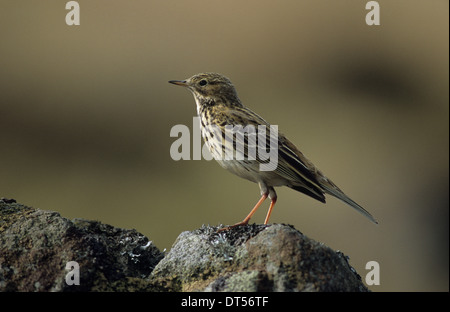 Wiese Pieper (Anthus Pratensis) Erwachsenen thront Wald von Bowland Lancashire UK Stockfoto