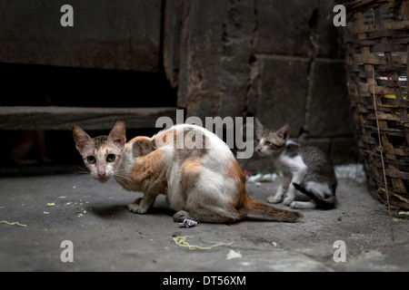 Landstreicher Katzen. Obdachlose Wildkatzen auf schmutzige Straße in Asien Stockfoto