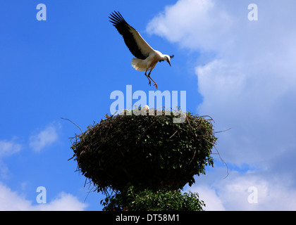 Deutsche Straße, Storch Storchennest, Darchau Im Amt Neuhaus Elbe, Niedersachsen, Deutschland, Europa Stockfoto