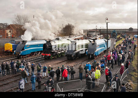 Staveley, Chesterfield, UK. 9. Februar 2014. Die "East Coast Riesen" Wochenende am Barrow Hill Roundhouse Railway Centre, Staveley. Drei der restlichen sechs A4 Dampf Lokomotiven Line-up für Besucher, bevor zwei davon (Dominion of Canada, auf der rechten Seite und Dwight D. Eisenhower, zweiter von rechts) bzw. in Museen in Kanada und USA zurückkehren. A4-Rohrdommel dampft durch auf der linken Seite. Zentrum ist A2 Klasse Blue Peter, auch ein ehemaliger East Coast Main Line Lokomotive. Bildnachweis: John Bentley/Alamy Live-Nachrichten Stockfoto