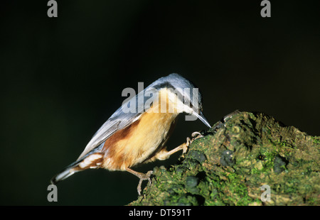 EURASISCHE Kleiber (Sitta Europaea) Erwachsenen Fütterung Wald von Bowland Lancashire UK Stockfoto