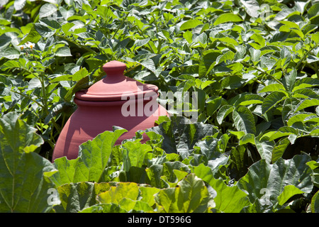 Rhabarber zwingt Topf in einen Schrebergarten Stockfoto