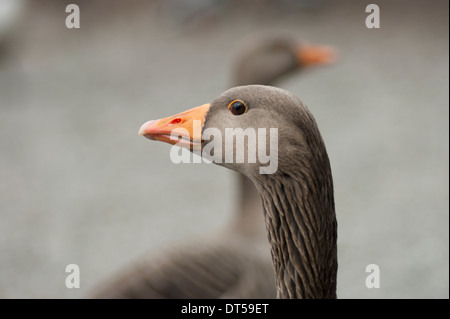 Wachsamen Graugänse am Ufer des Derwent Water, Lake District, England. Stockfoto