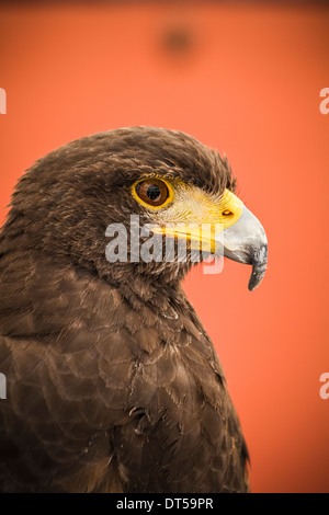 Schwarzen Adlerkopf, Europäische Vogel Stockfoto