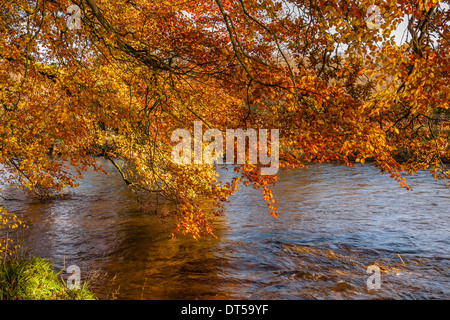 Herbstfärbung, riverside walk, November 2011 Stockfoto