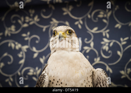 Peregrine Falcon, mittelalterliche Vogel, Tierwelt Konzept Stockfoto