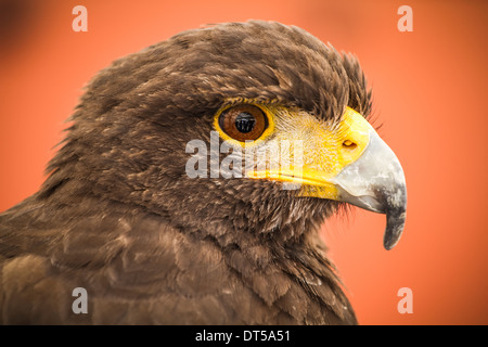 Schwarzen Adlerkopf, Europäische Vogel Stockfoto