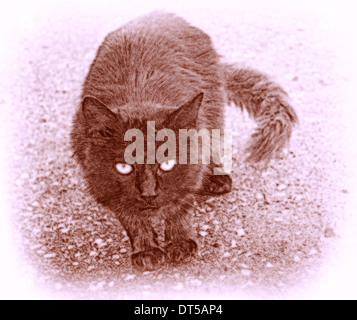 Katze-Illustration am weißen Rahmen Stockfoto