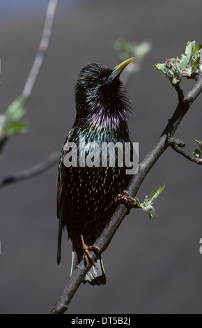 GEMEINSAMEN STARLING (Sturnus Vulgaris) Männchen singen Southport Merseyside UK Stockfoto