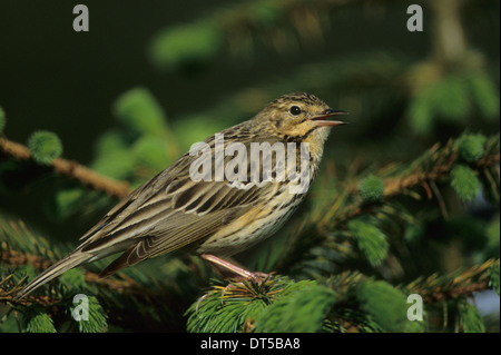 BAUMPIEPER (Anthus Trivialis) erwachsenen männlichen Gesang von Koniferen Baum Beacon fiel Wald von Bowland Lancashire England UK Stockfoto