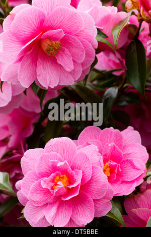 Halb verdoppeln rosa Camellia X williamsii "Spende" in einem Garten von Plymouth Stockfoto