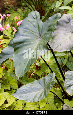 Violette stemmed Elefanten Ohr, Colocasia Esculenta "Fontanesii" Stockfoto