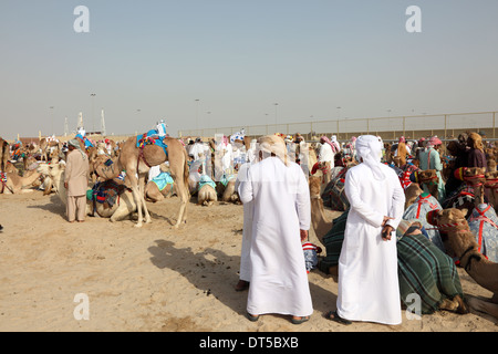 Beduinen mit ihren Kamelen Racing in Doha, Katar, Nahost Stockfoto