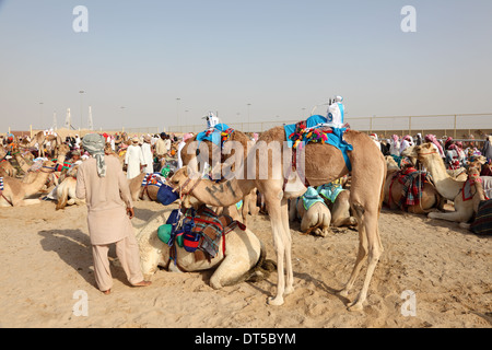 Beduinen mit ihren Kamelen Racing in Doha, Katar, Nahost Stockfoto