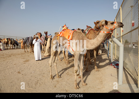 Beduinen mit ihren Kamelen Racing in Doha, Katar, Nahost Stockfoto