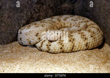 Gefleckte Klapperschlange Crotalus mitchellii Stockfoto