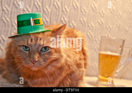 St. Patricks Tag Kat Stockfoto