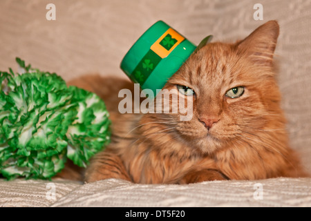 St. Patricks Tag Kat Stockfoto