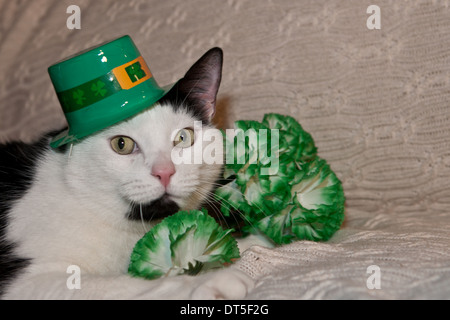 St. Patricks Tag Kat Stockfoto