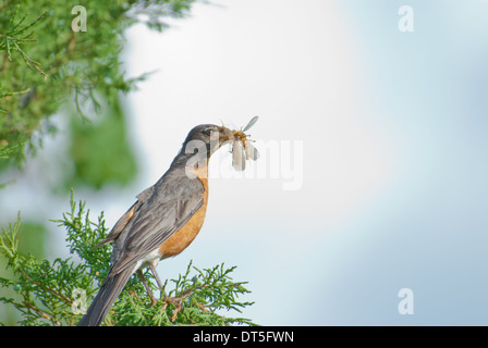 Erwachsenen Robin, Turdus Migratorius, mit einem Schnabel voller Steinfliegen, Bull Canyon Provincial Park, Britisch-Kolumbien Stockfoto