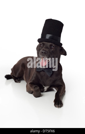 Lächelnd, schwarz, Mischlingshund in Zylinderhut & Fliege Stockfoto