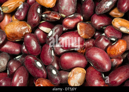 Großen Haufen getrocknete Kidneybohnen Stockfoto