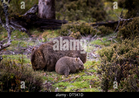 Mutter und Baby Wombat Futtersuche am Cradle Mountain in Tasmanien, Australien Stockfoto