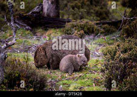 Mutter und Baby Wombat Futtersuche am Cradle Mountain in Tasmanien, Australien Stockfoto